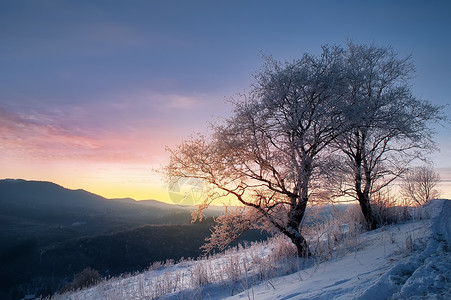 雪和冻霜覆盖的树枝自图片