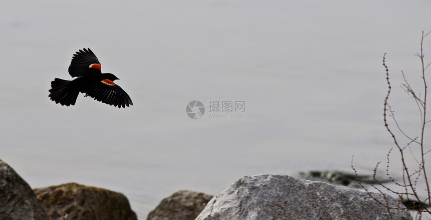 美丽的背景与飞行的黑鸟岩石和水图片
