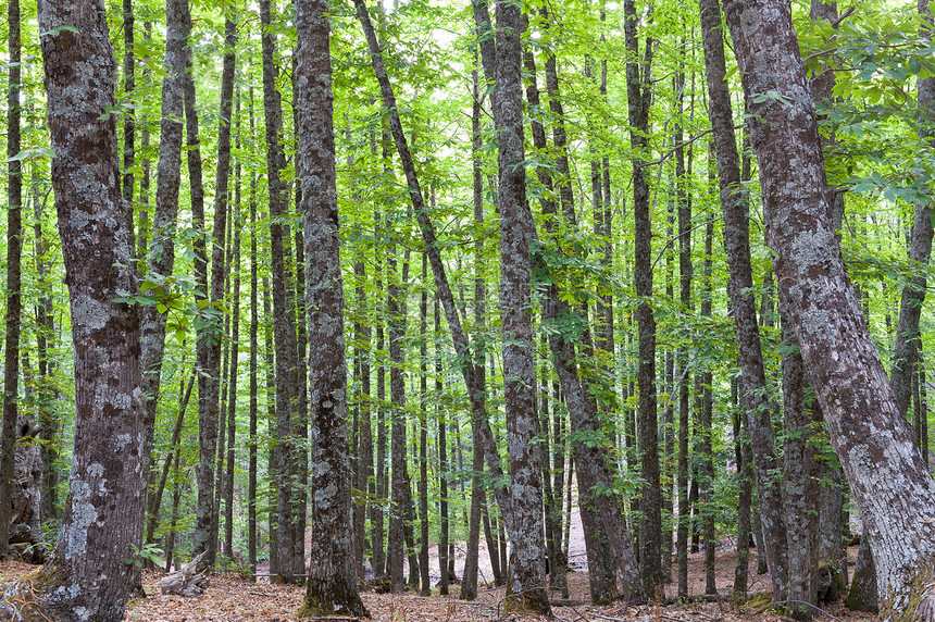 林中的栗子和松树在光明的绿图片