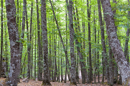 林中的栗子和松树在光明的绿图片