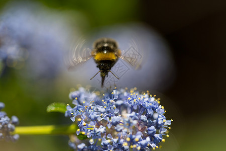 大黄蜂在花上吮吸花蜜图片