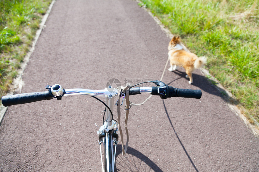 用皮带拴在自行车上的狗图片
