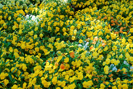 位于美国华盛顿市的黄板大花棚图片