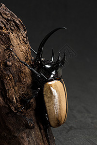 五角犀牛甲虫Eupatorusgraciclicorni图片