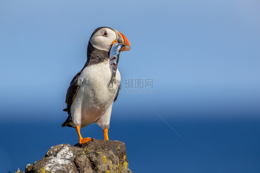 与试图在苏格兰5月岛繁殖的民地中寻找其巢穴的鱼类合作的PuffinArcurculaAr图片