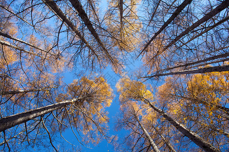 秋季松林美丽的秋树图片