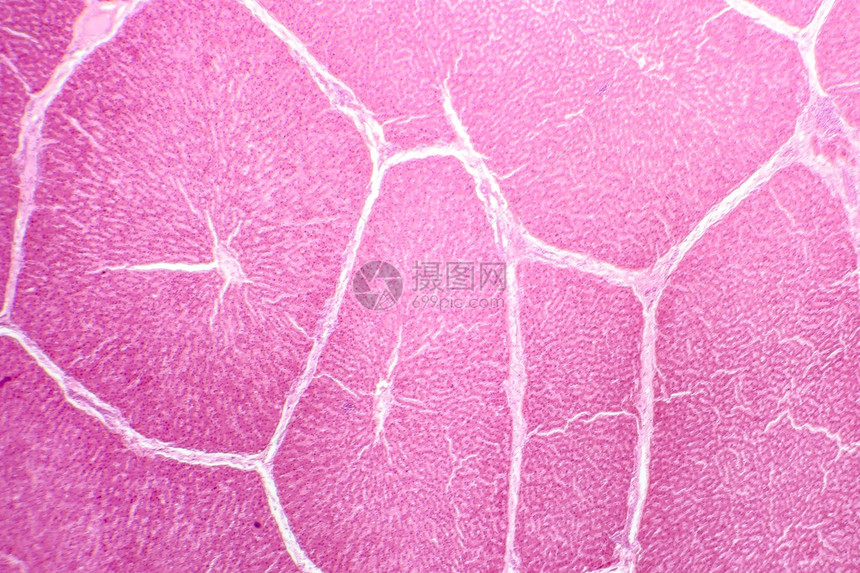 肝脏的光学显微照片显示了由肝细胞制成的条索和它们之间的清晰空间图片