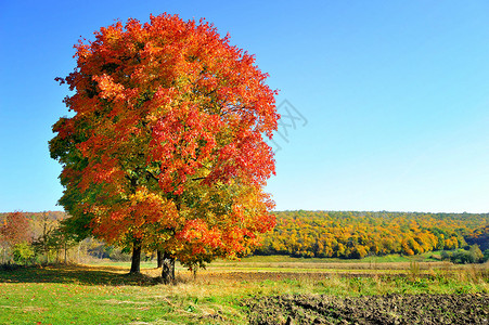 美丽的秋天风景与五颜六色的树木阳光灿烂的日子图片