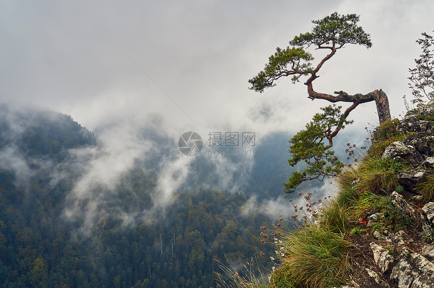 波兰皮尼公园索科利卡山顶上孤独的老松树图片