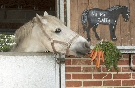 一匹灰马吃着一堆胡萝卜和一张粉笔板通知上面写着嘴图片