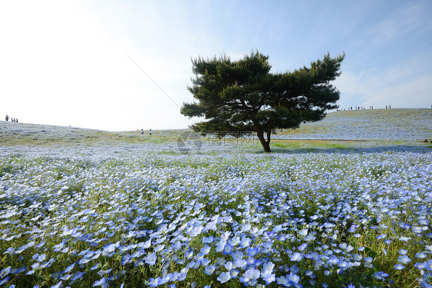 日本的nemophila开花图片