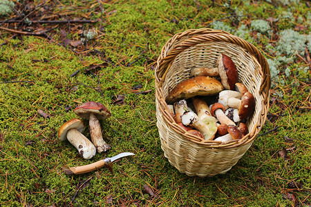 带蘑菇的篮子在森图片