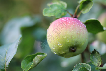 树枝上的苹果实雨滴图片