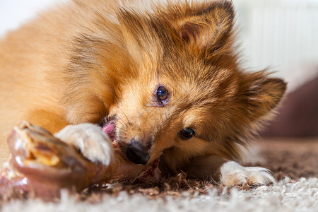 设得兰牧羊犬咀嚼猪骨图片