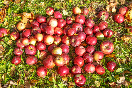 成熟的有机红苹果躺在草丛中图片