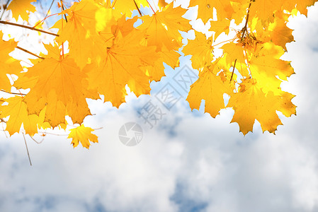 在蓝天背景的秋天黄色和橙色枫叶图片