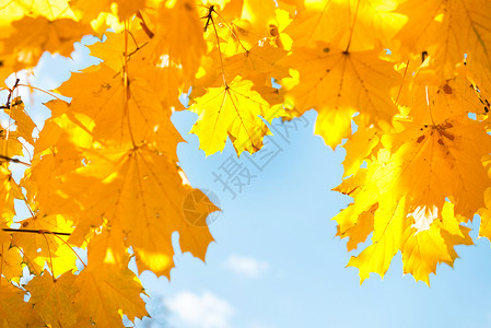 在蓝天背景的秋天黄色和橙色枫叶图片