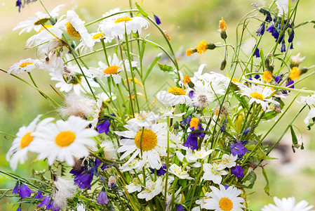 白花雏菊和其他田间植物的花束图片