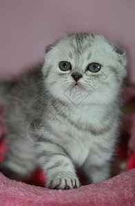 在毯子上玩耍的垂耳小猫背景图片
