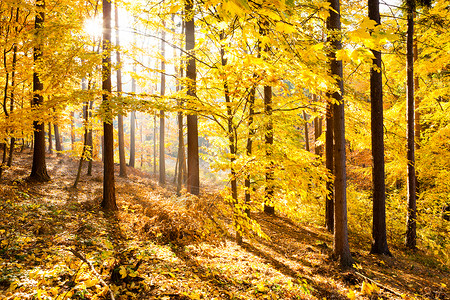 秋天的森林励志景观秋天的风景与黄色温暖的阳光和的树木和图片