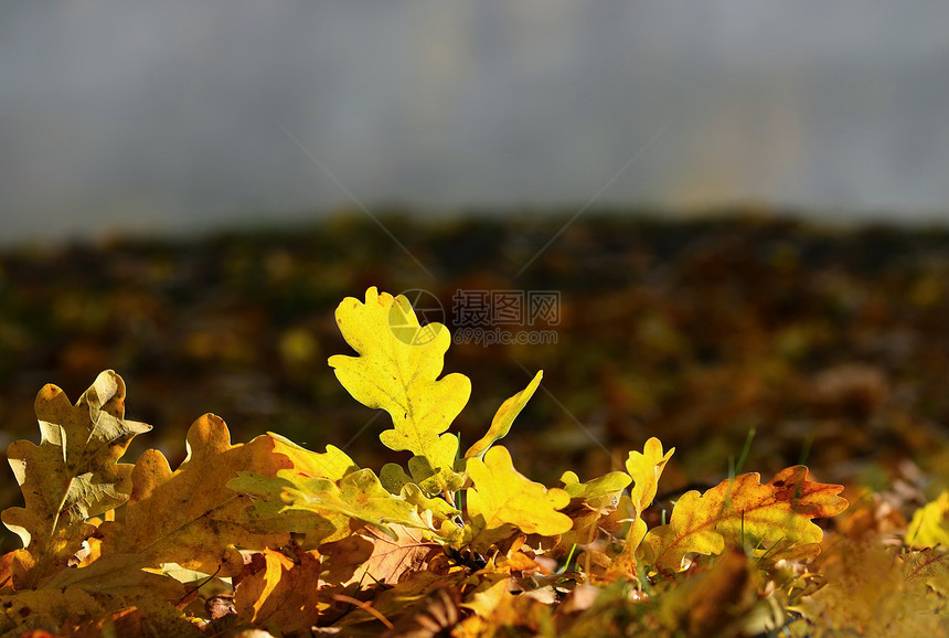 秋叶自然季节彩色背景公园多图片