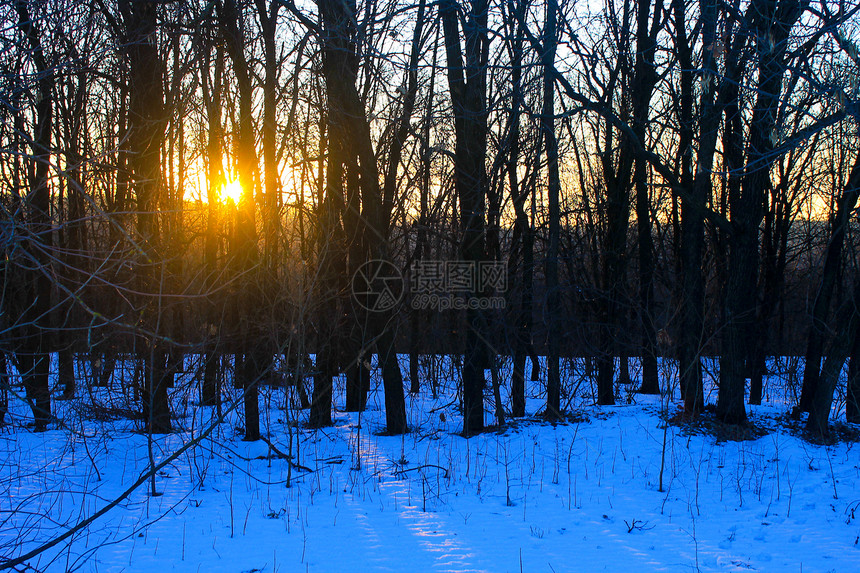冬季森林中的日落图片