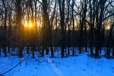 冬季森林中的日落图片