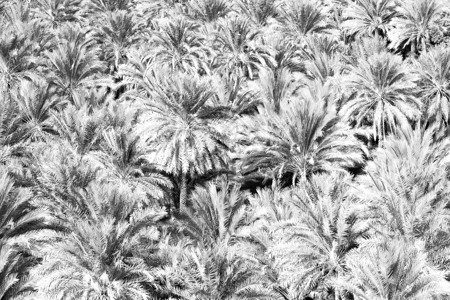以及在阿曼花园高处种植棕榈果图片