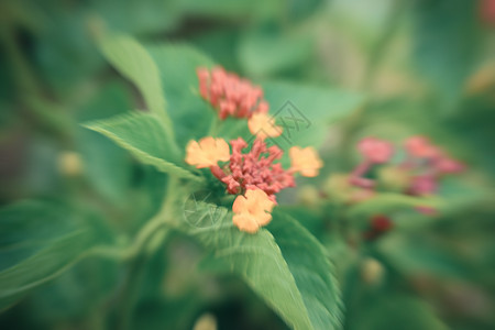 美丽的粉红色花朵模糊图片