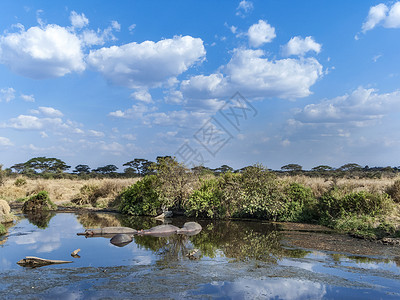 河马在Serengeti图片