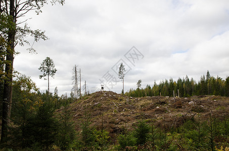 在山顶有狩猎塔的砍伐森林区域图片