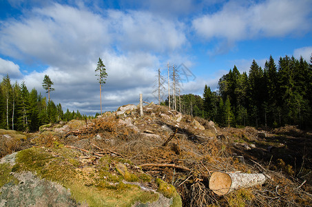 瑞典云杉林中新开垦的林区图片