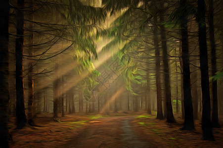 清晨的金银森林图像雾薄背景图片