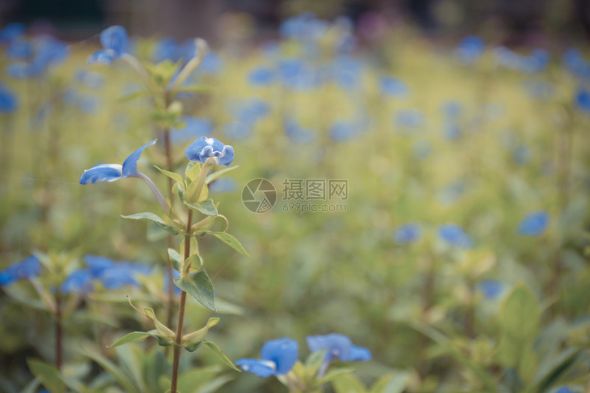 花朵蓝夏威夷图片