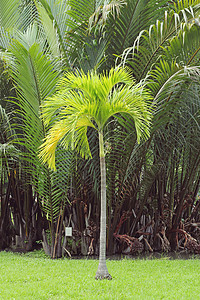 在绿色背景的椰子棕榈树图片