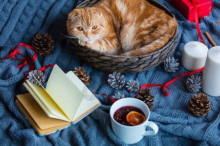 圣诞节篮子中的姜猫和编织背图片