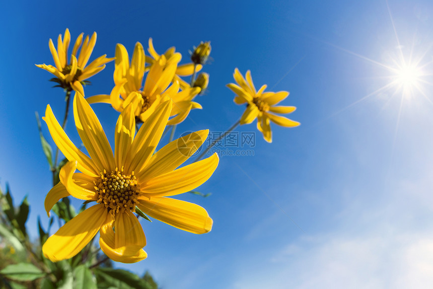 流淌的耶路撒冷花朵Helianthus图片