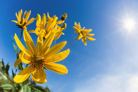 流淌的耶路撒冷花朵Helianthus图片