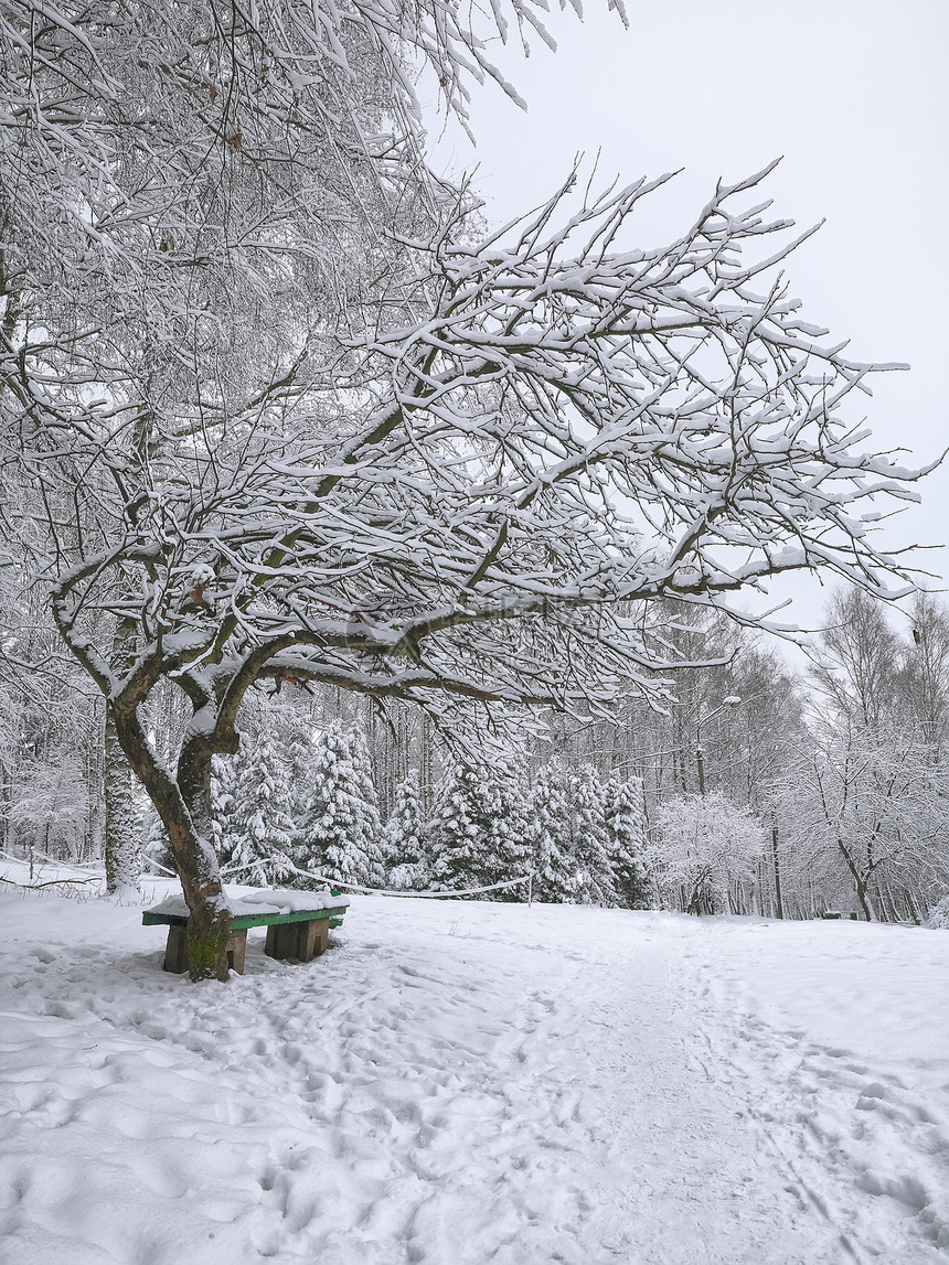 公园长凳和树木被大雪图片