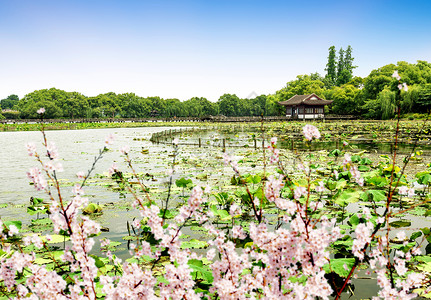 杭州西湖景观背景图片