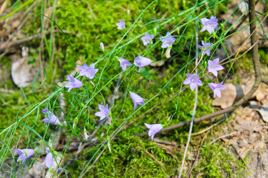 紫色风铃花在森林里图片