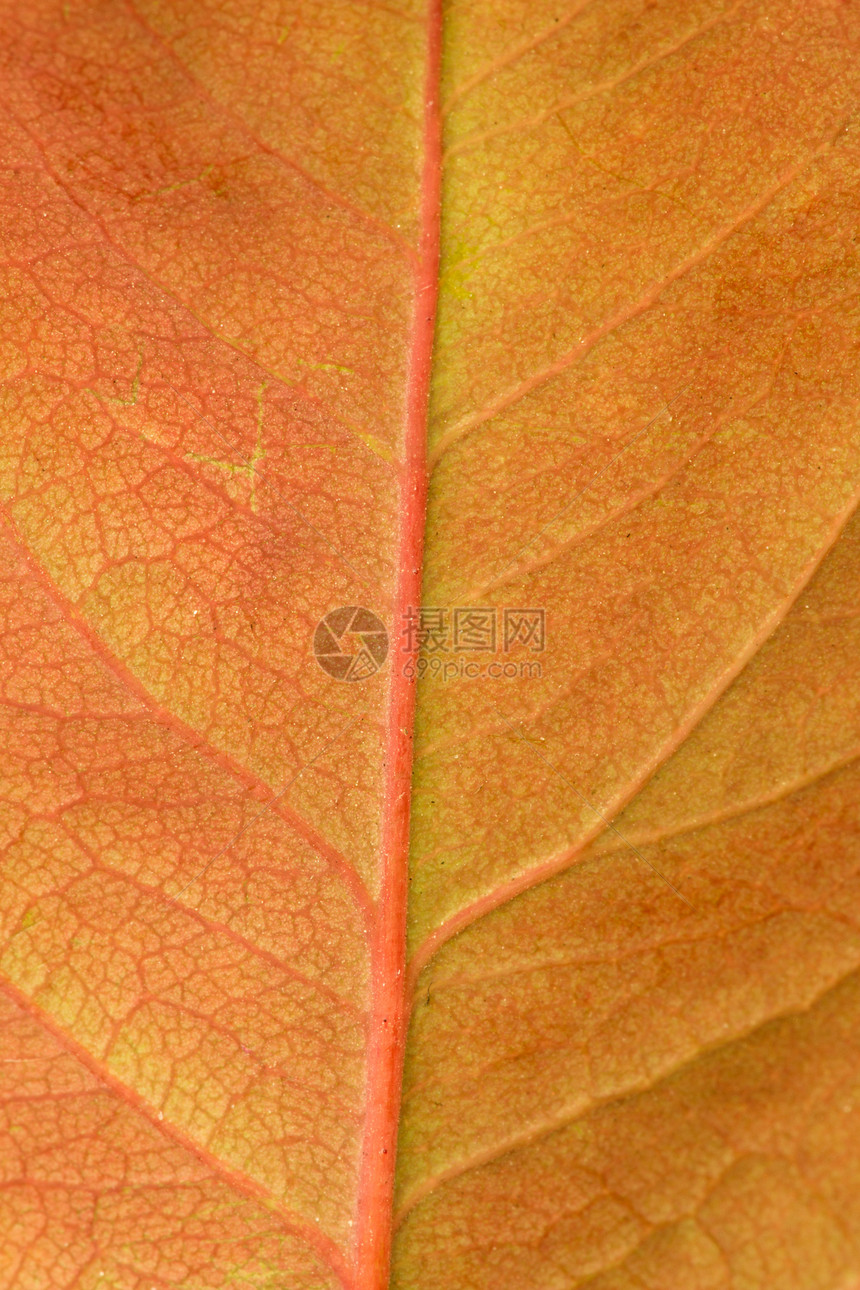 秋天棕色黄叶子的宏观图片