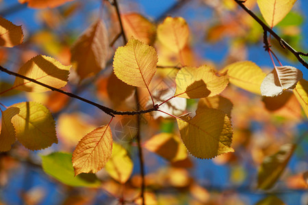 蓝天上的黄色秋叶背景图片