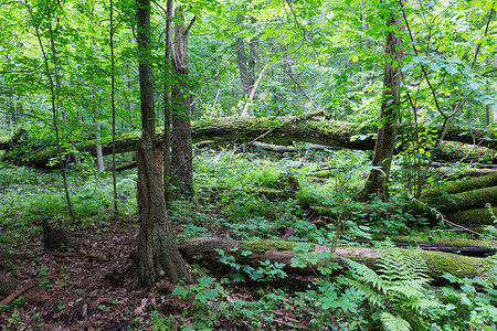 波兰欧洲比亚洛维耶扎森林的老橡树破碎了躺木和古老的自然减图片