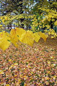 秋天公园里的黄叶图片