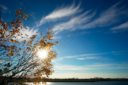 与太阳和黄色叶子的秋天空图片