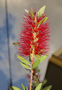 蜜蜂从一朵美丽的红花中采集蜂蜜图片