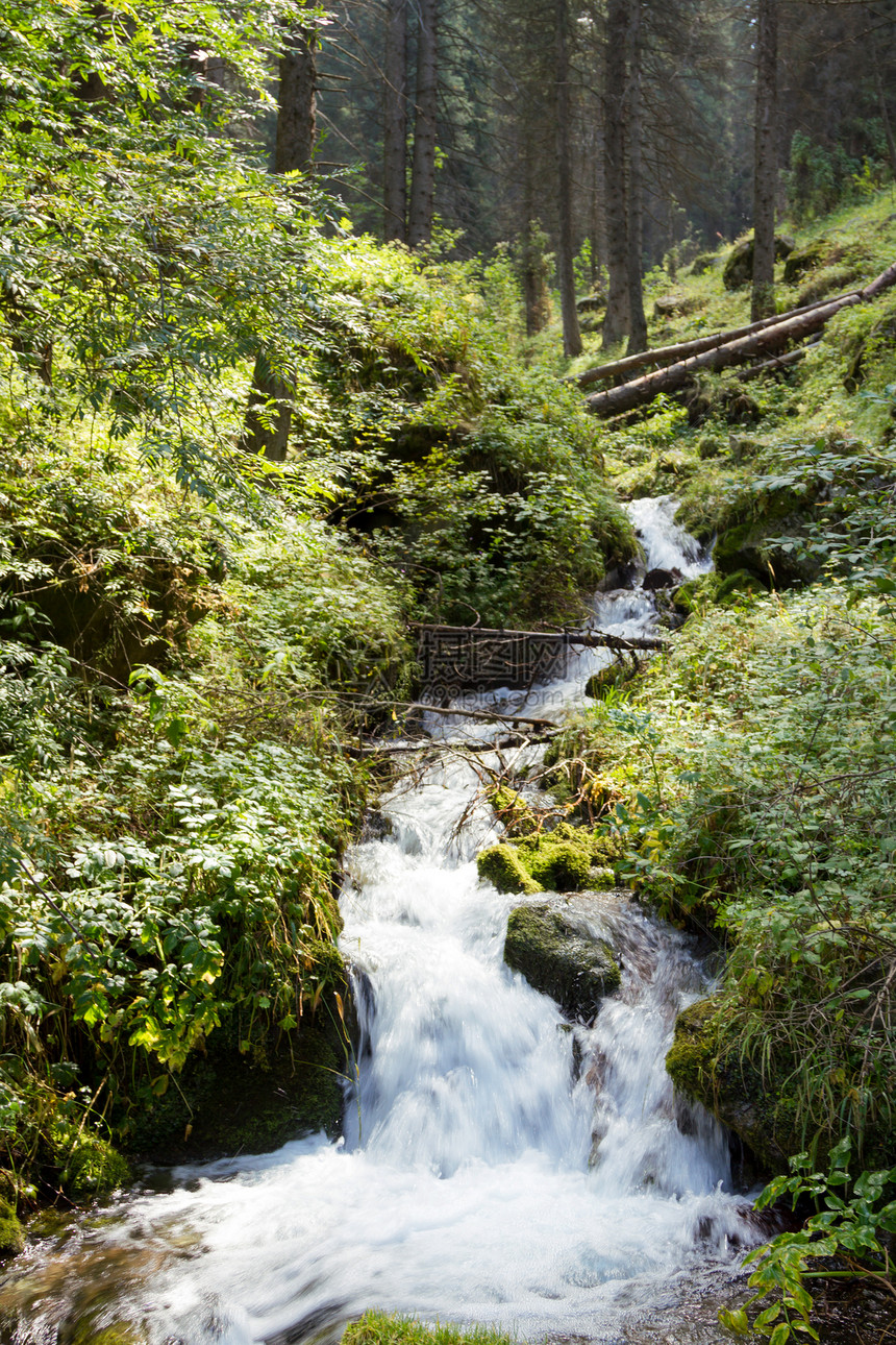 树林里的小溪有一个小瀑布图片