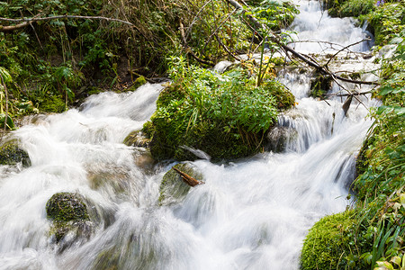 林中长溪的泉水在茂图片