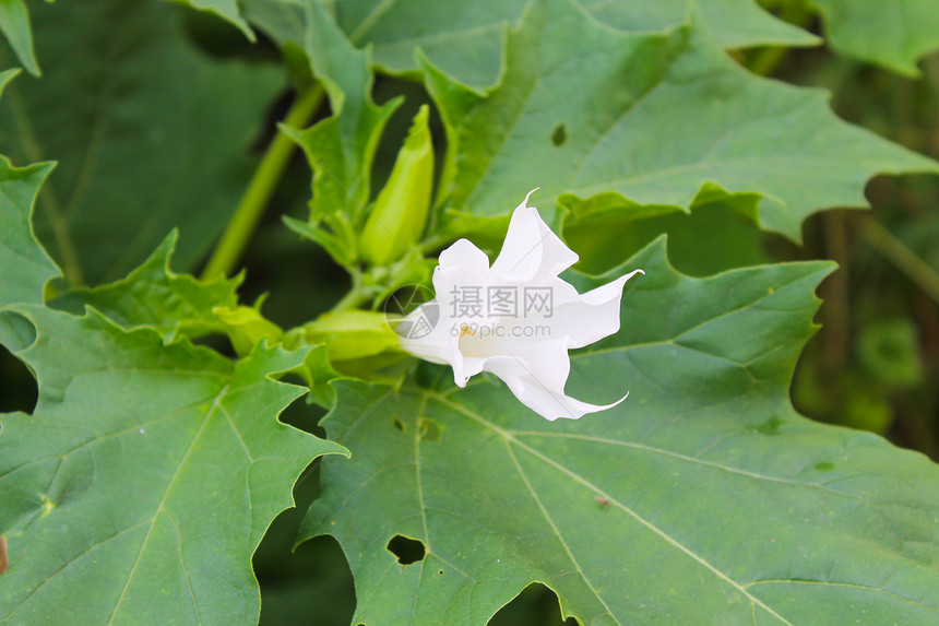 曼陀罗植物的白花图片